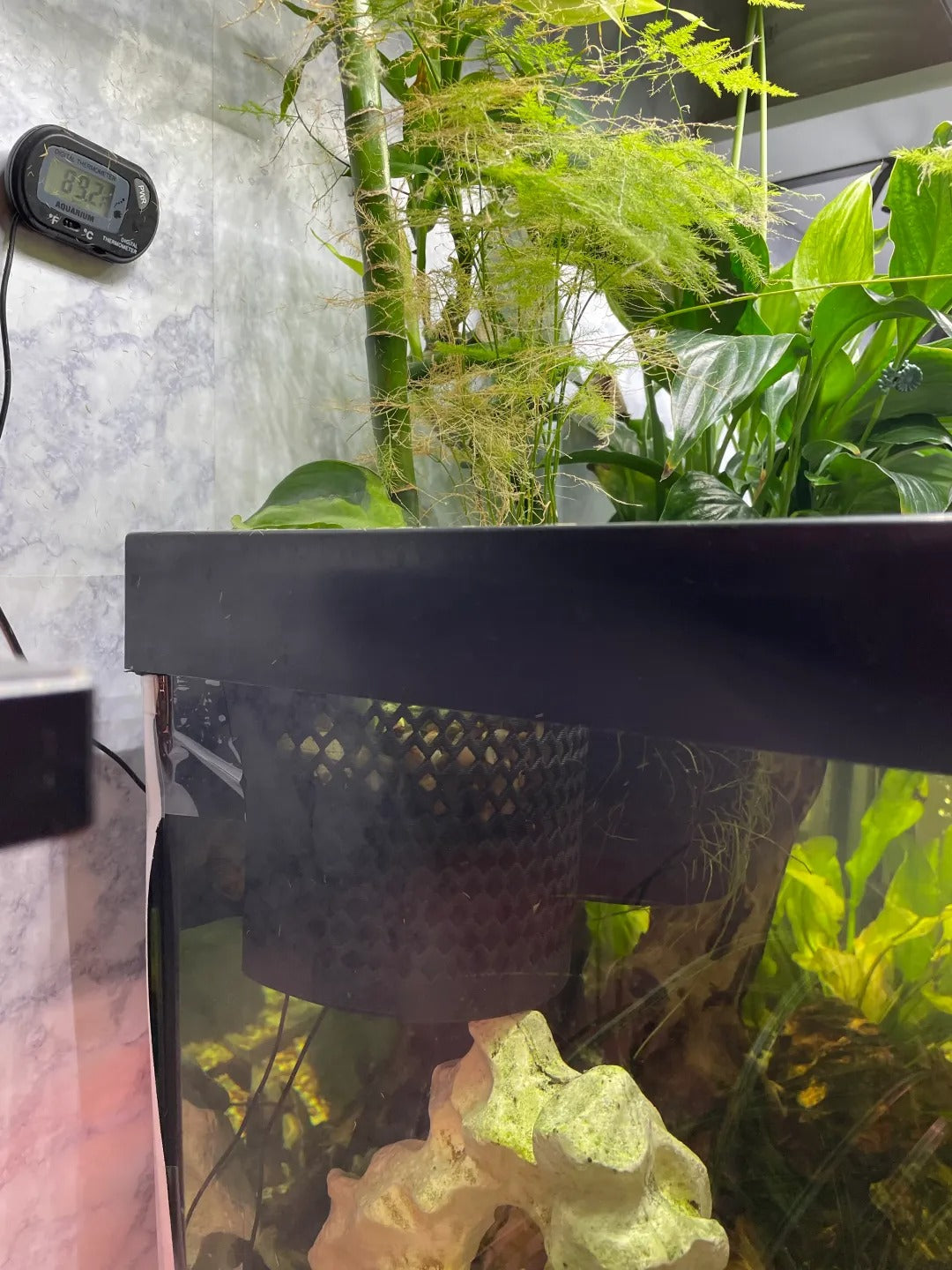 Plant holder for tank