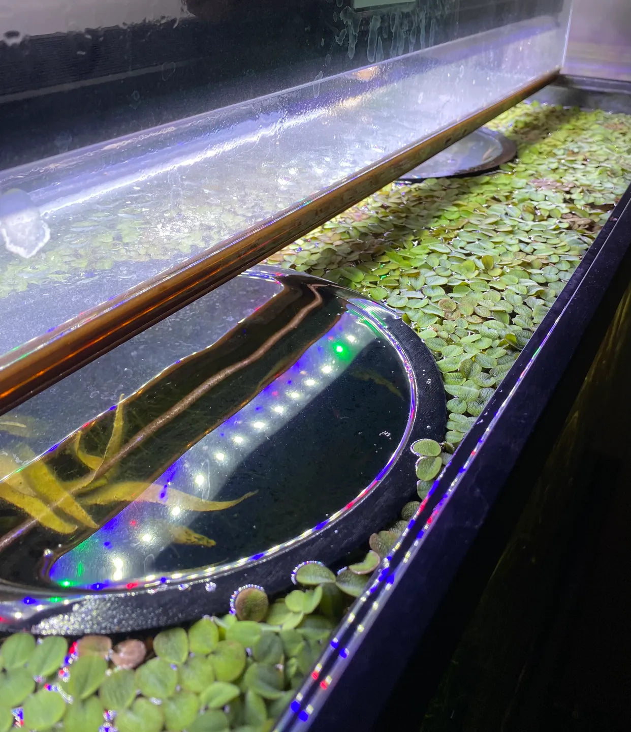 Fish tank floating rings