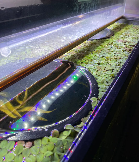 Fish tank floating rings