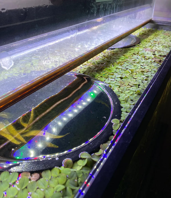 Fish tank floating rings